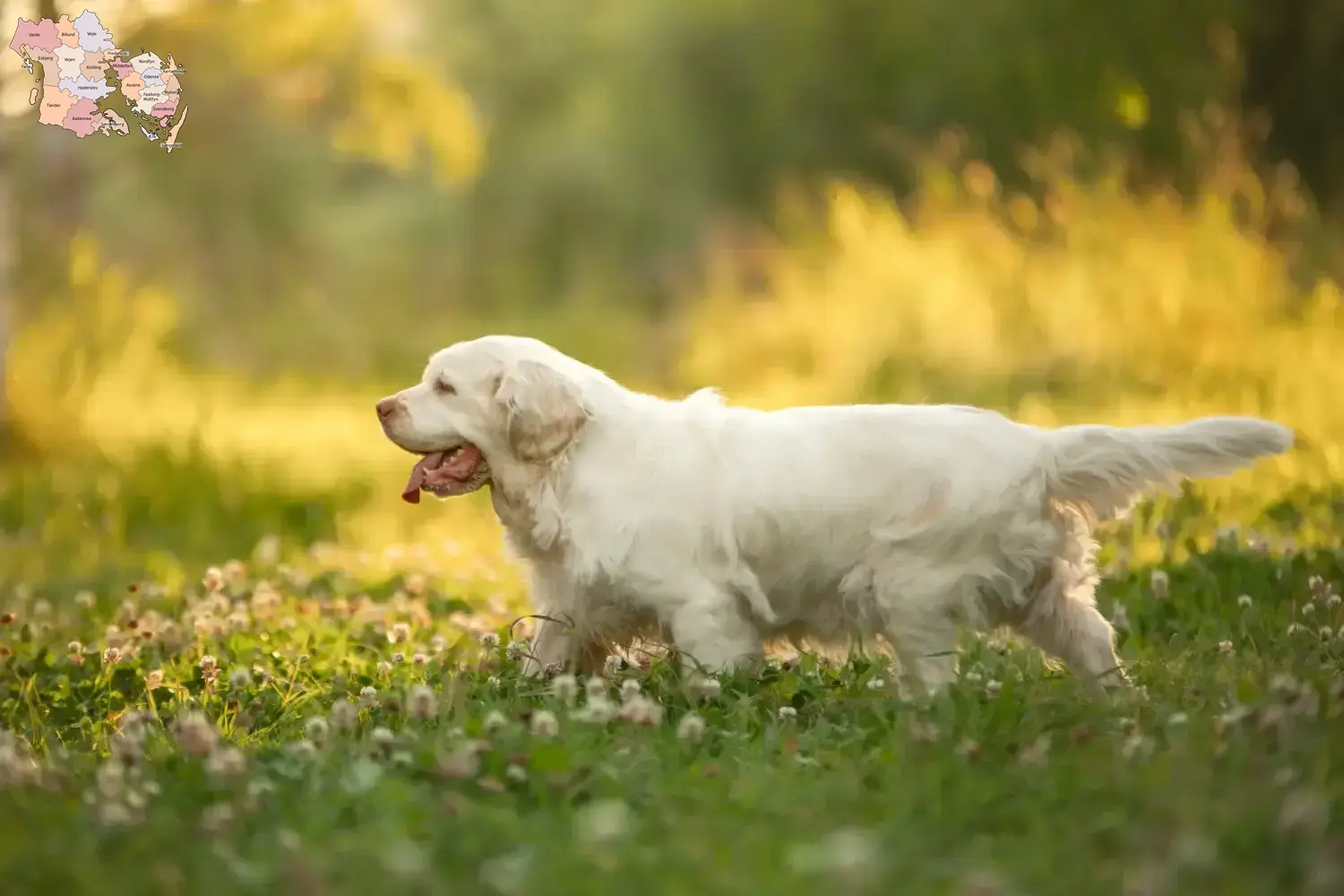 Read more about the article Clumber Spaniel breeders and puppies in Syddanmark