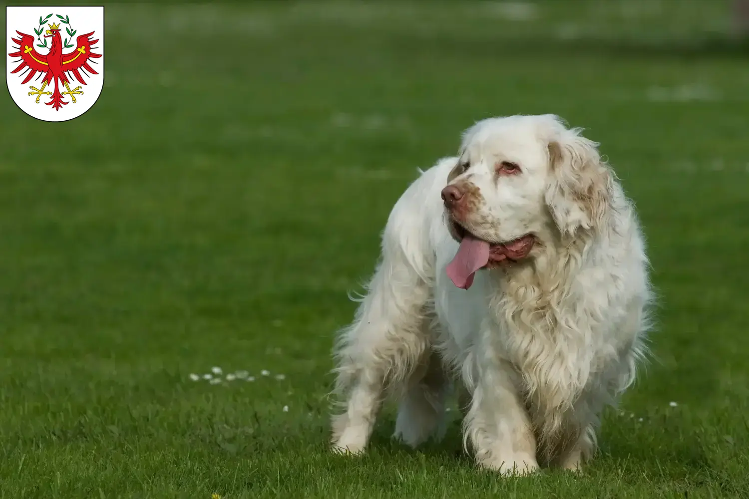 Read more about the article Clumber Spaniel breeders and puppies in Tyrol