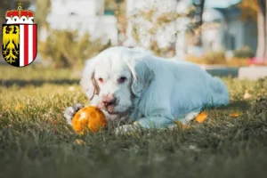 Read more about the article Clumber Spaniel breeders and puppies in Upper Austria