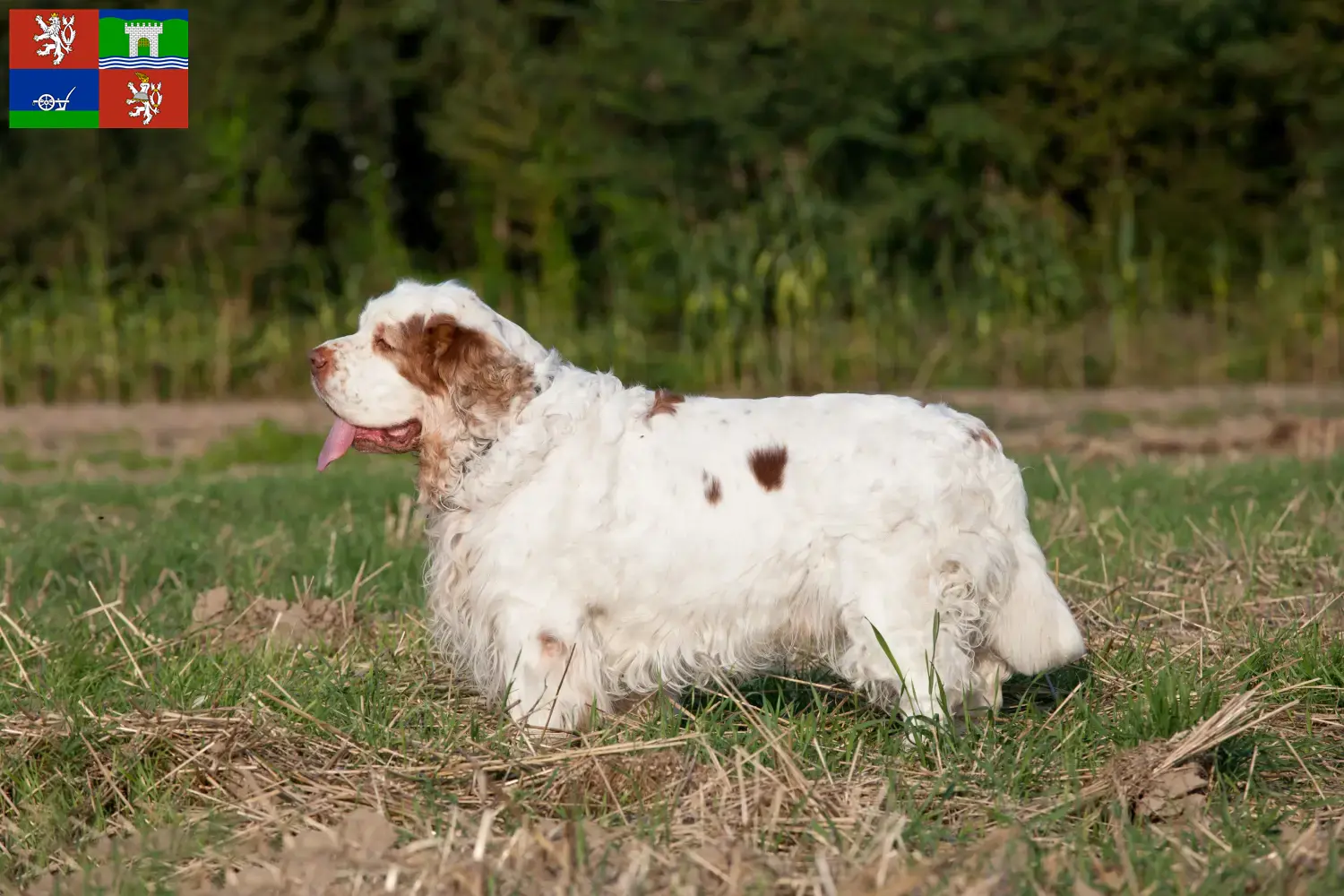 Read more about the article Clumber Spaniel breeders and puppies in Ústí