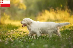 Read more about the article Clumber Spaniel breeders and puppies in Utrecht