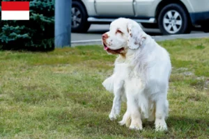 Read more about the article Clumber Spaniel breeders and puppies in Vienna