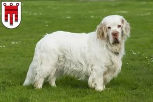 Read more about the article Clumber Spaniel breeders and puppies in Vorarlberg