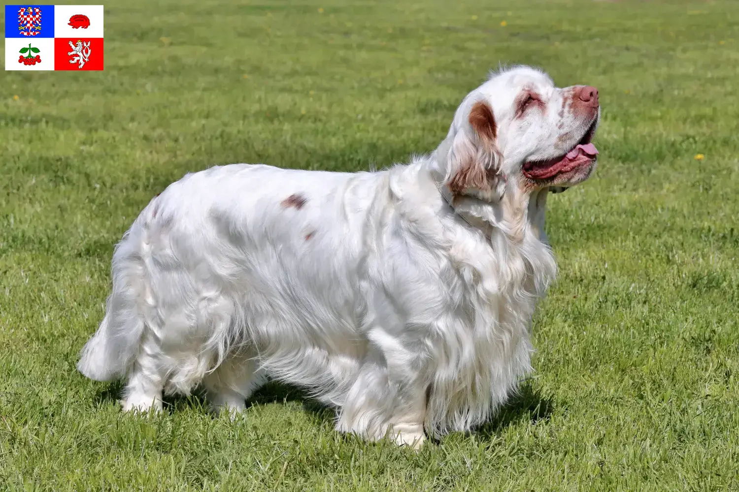 Read more about the article Clumber Spaniel breeders and puppies in Vysočina