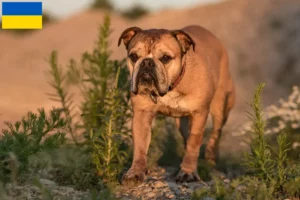 Read more about the article Continental Bulldog breeders and puppies in Ukraine