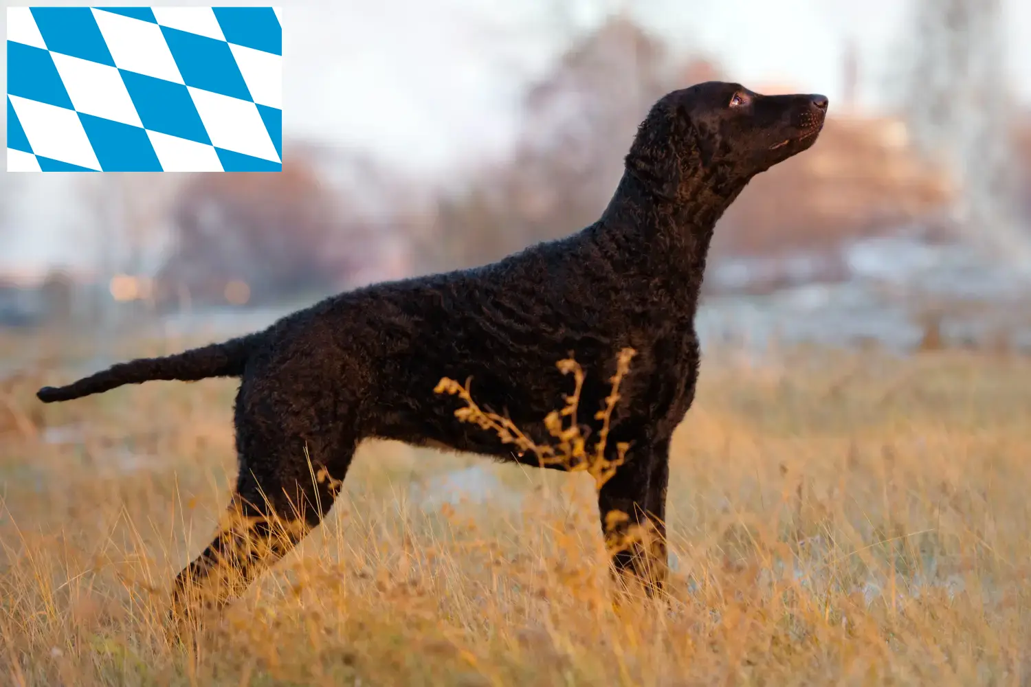 Read more about the article Curly Coated Retriever breeders and puppies in Bavaria