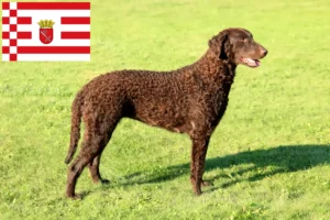 Read more about the article Curly Coated Retriever breeders and puppies in Bremen