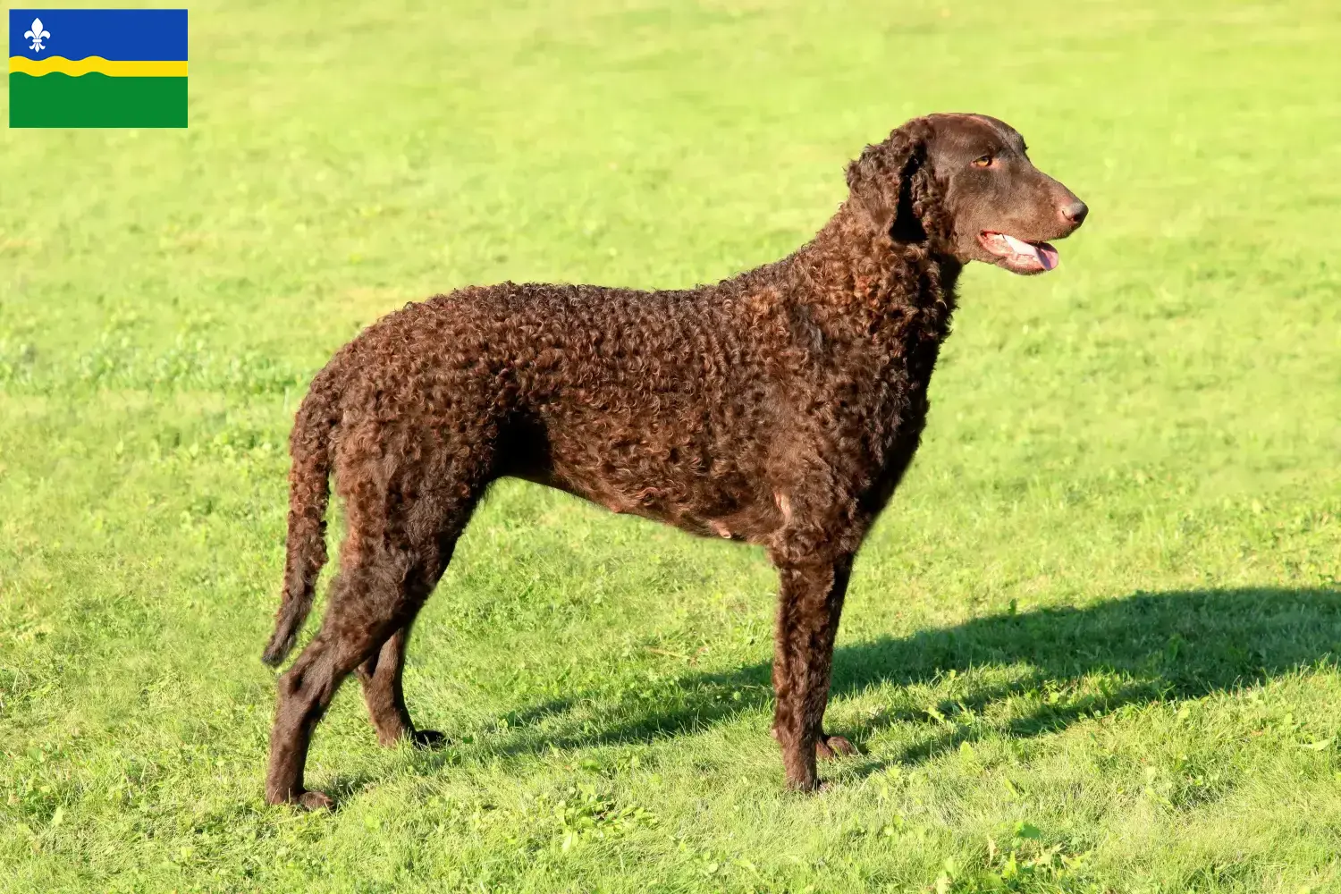 Read more about the article Curly Coated Retriever breeders and puppies in Flevoland