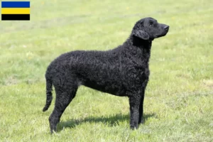 Read more about the article Curly Coated Retriever breeders and puppies in Gelderland