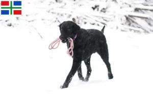 Read more about the article Curly Coated Retriever breeders and puppies in Groningen