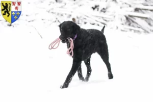 Read more about the article Curly Coated Retriever breeders and puppies in Hauts-de-France