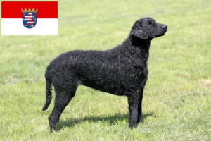 Read more about the article Curly Coated Retriever breeders and puppies in Hessen