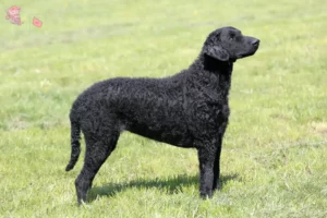 Read more about the article Curly Coated Retriever breeders and puppies in Hovedstaden