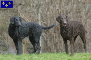 Read more about the article Curly Coated Retriever breeders and puppies in Île-de-France