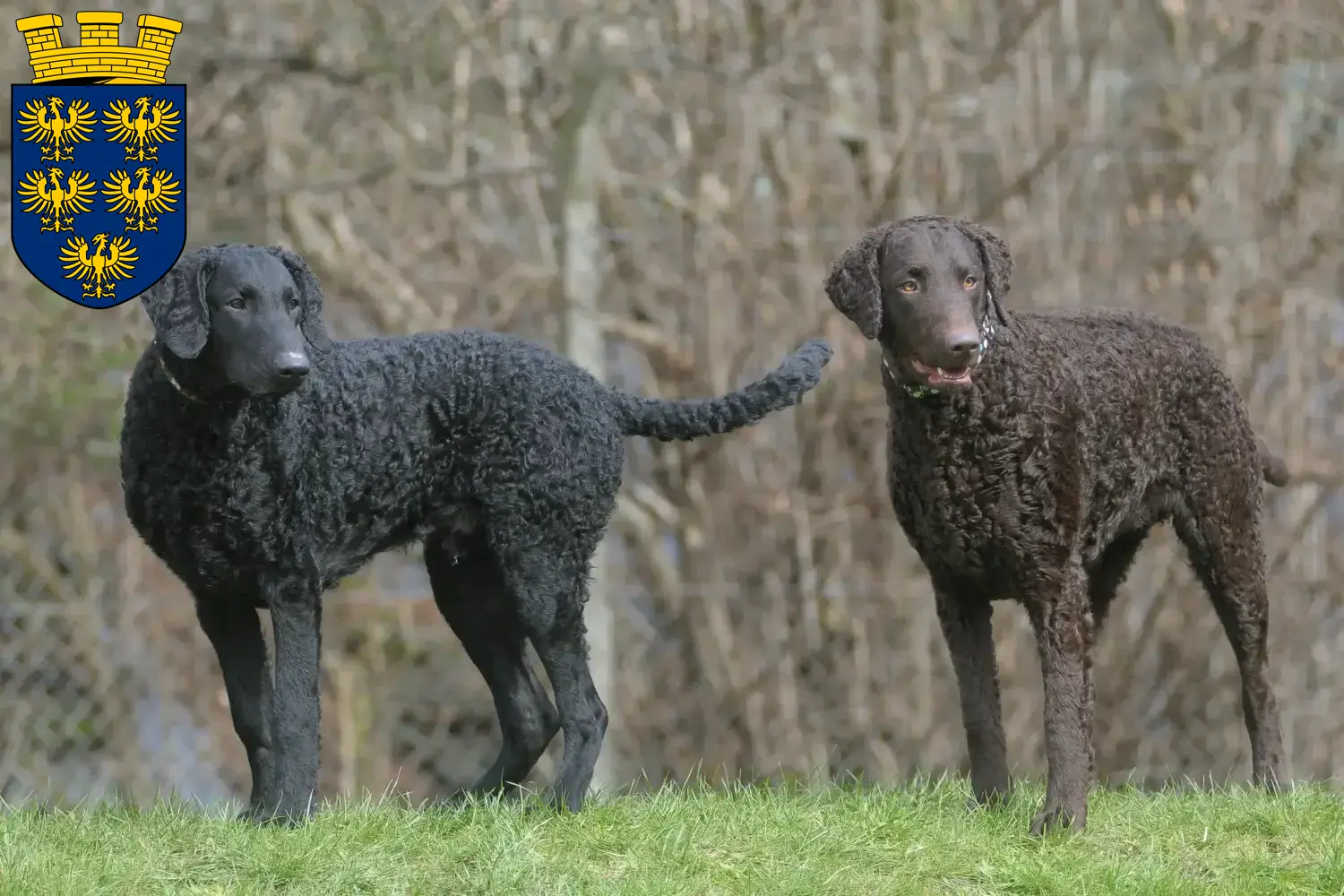 Read more about the article Curly Coated Retriever breeders and puppies in Lower Austria