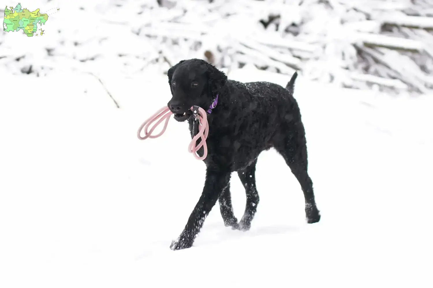 Read more about the article Curly Coated Retriever breeders and puppies in Midtjylland