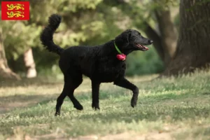 Read more about the article Curly Coated Retriever breeders and puppies in Normandy