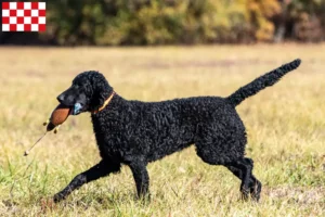 Read more about the article Curly Coated Retriever breeders and puppies in North Brabant