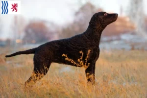 Read more about the article Curly Coated Retriever breeders and puppies in Nouvelle-Aquitaine