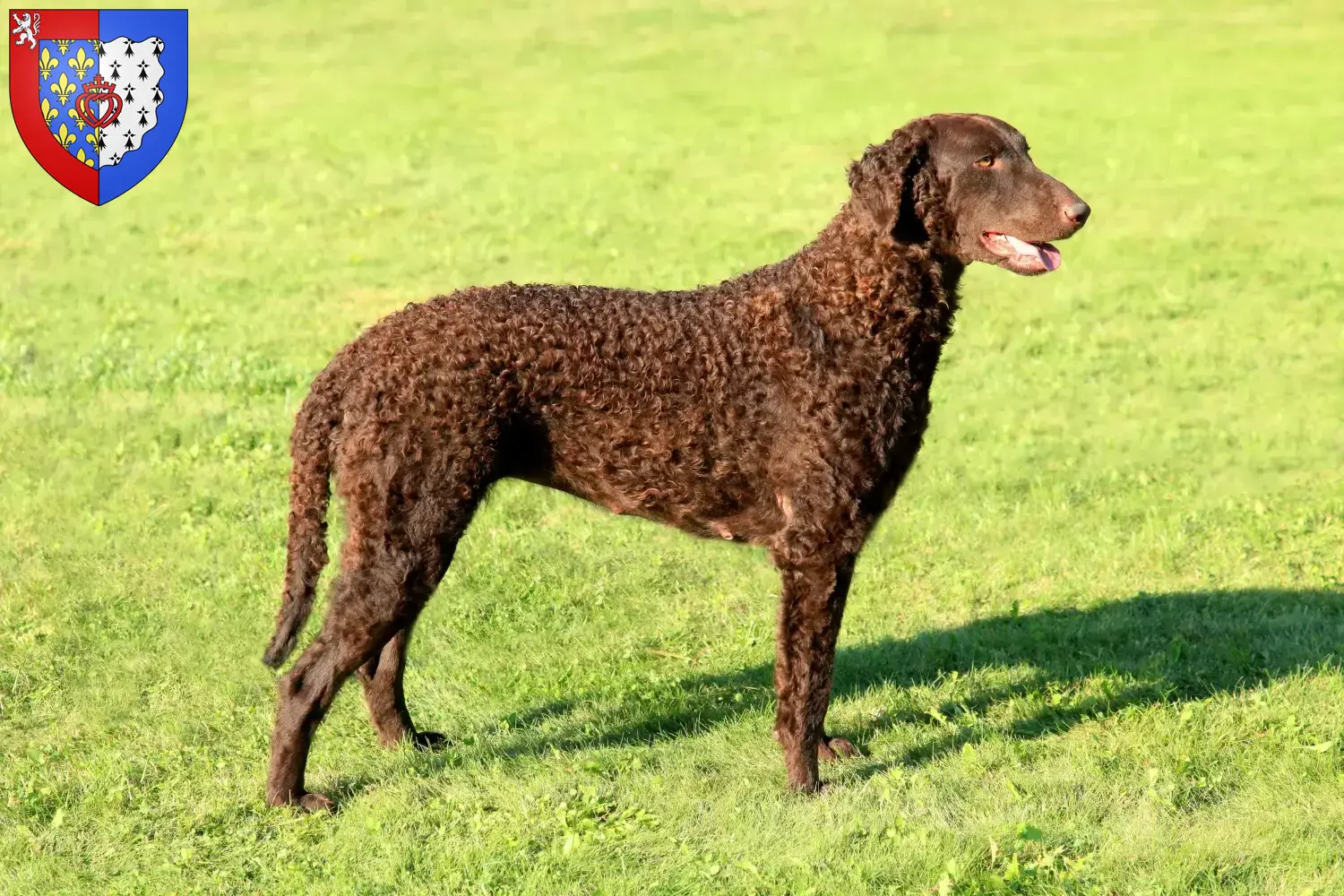 Read more about the article Curly Coated Retriever breeders and puppies in Pays de la Loire