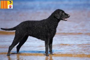 Read more about the article Curly Coated Retriever breeders and puppies in Provence-Alpes-Côte d’Azur