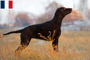 Read more about the article Curly Coated Retriever breeders and puppies on Réunion