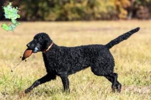 Read more about the article Curly Coated Retriever breeders and puppies in Sjælland