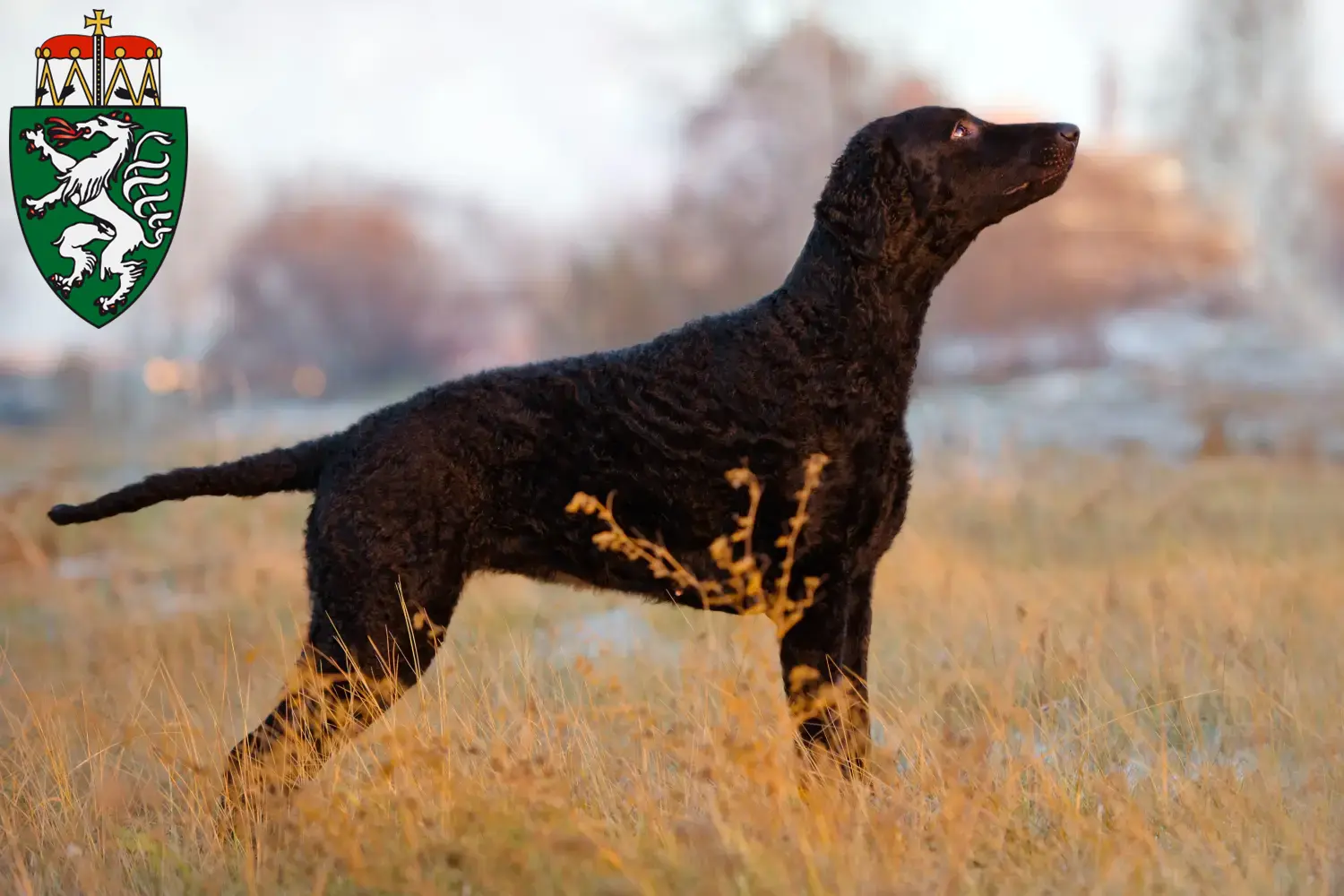 Read more about the article Curly Coated Retriever breeders and puppies in Styria