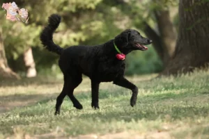 Read more about the article Curly Coated Retriever breeders and puppies in Syddanmark