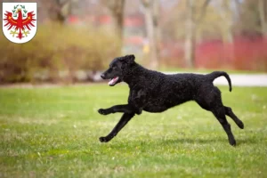 Read more about the article Curly Coated Retriever breeders and puppies in Tyrol