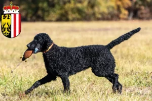 Read more about the article Curly Coated Retriever breeders and puppies in Upper Austria