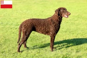 Read more about the article Curly Coated Retriever breeders and puppies in Utrecht