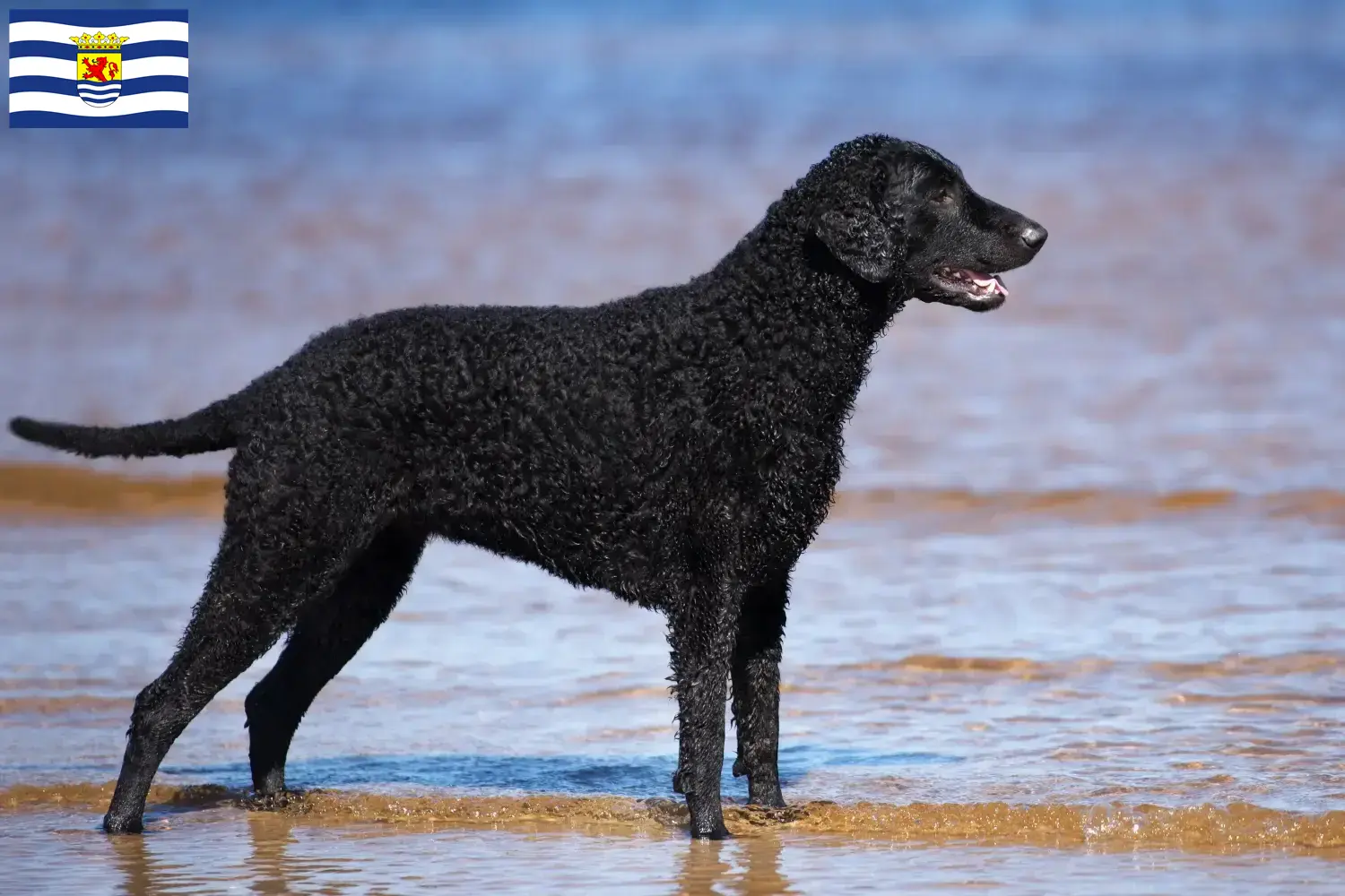 Read more about the article Curly Coated Retriever breeders and puppies in Zeeland