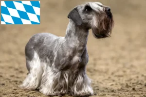 Read more about the article Czech Terrier breeders and puppies in Bavaria