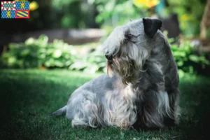 Read more about the article Czech Terrier breeder and puppies in Bourgogne-Franche-Comté