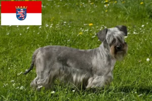 Read more about the article Czech Terrier breeders and puppies in Hessen