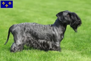 Read more about the article Czech Terrier breeder and puppies in Île-de-France