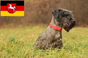 Read more about the article Czech Terrier breeder and puppies in Lower Saxony