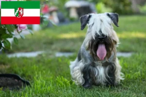 Read more about the article Czech Terrier breeders and puppies in North Rhine-Westphalia