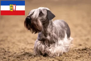 Read more about the article Czech Terrier breeders and puppies in Schleswig-Holstein