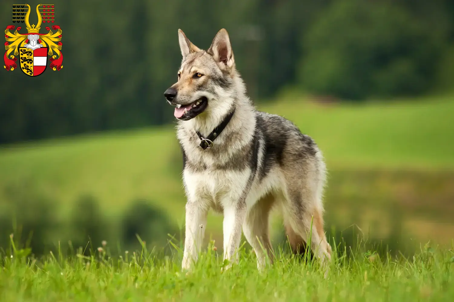 Read more about the article Czechoslovakian Wolfdog breeder and puppies in Carinthia