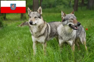 Read more about the article Czechoslovakian Wolfdog breeders and puppies in Thuringia