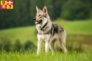 Read more about the article Czechoslovakian Wolfdog breeders and puppies in Auvergne-Rhône-Alpes