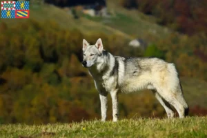 Read more about the article Czechoslovakian Wolfhound breeder and puppies in Bourgogne-Franche-Comté