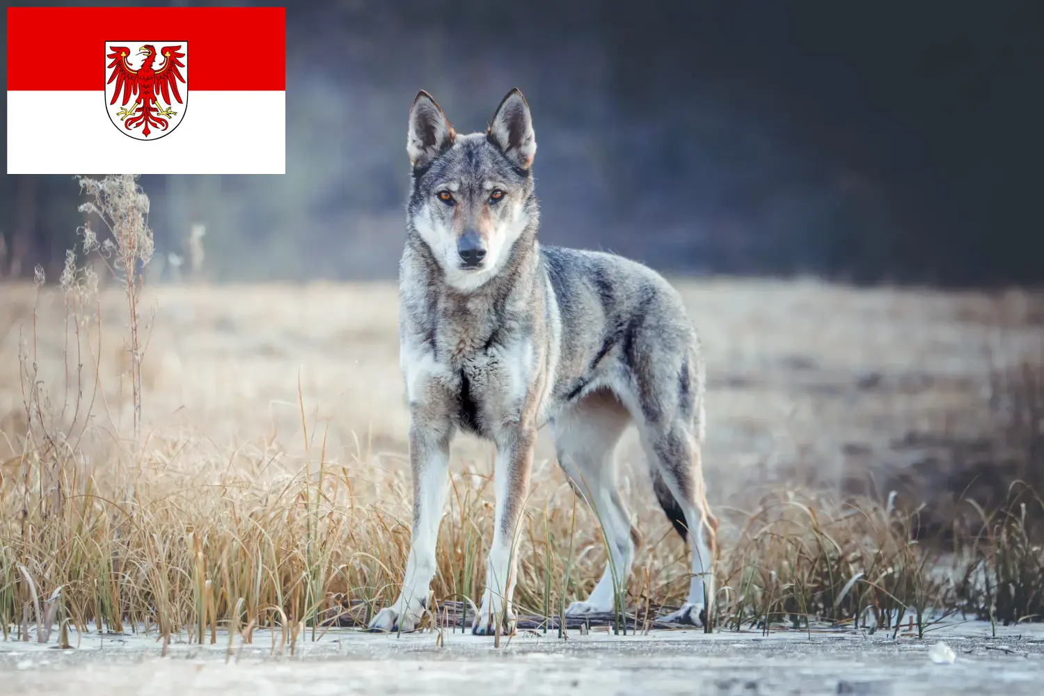 Read more about the article Czechoslovakian Wolfdog breeders and puppies in Brandenburg