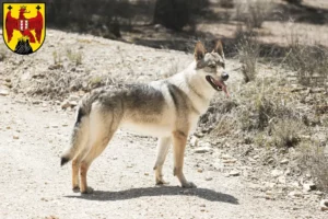 Read more about the article Czechoslovakian Wolfhound breeder and puppies in Burgenland