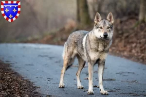 Read more about the article Czechoslovakian Wolfhound breeder and puppies in Centre-Val de Loire