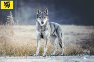 Read more about the article Czechoslovakian Wolfhound breeders and puppies in Flanders