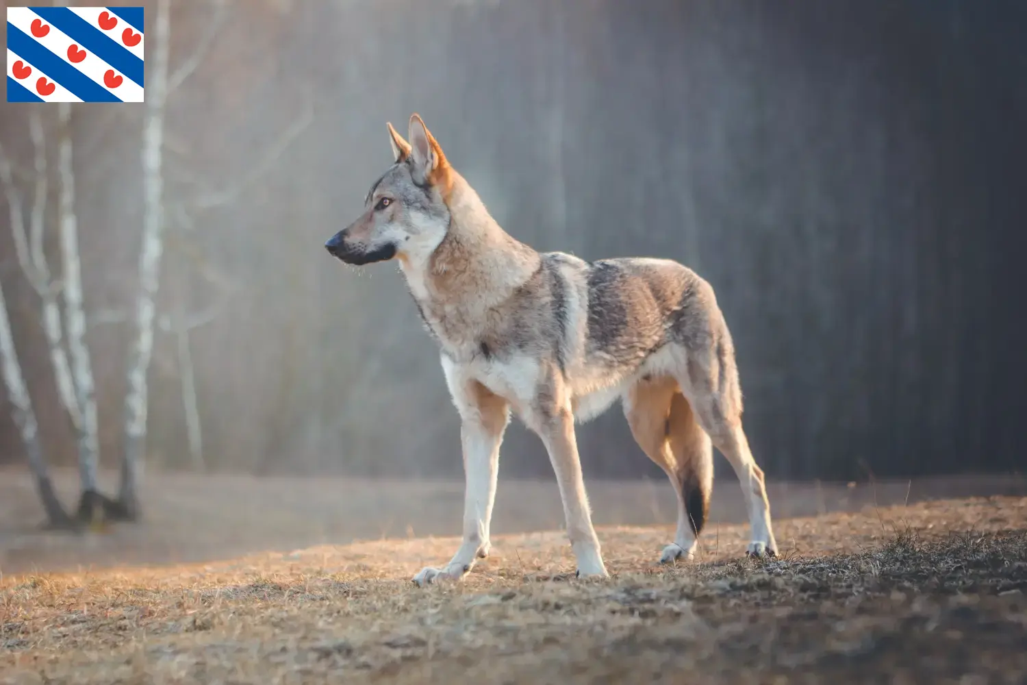 Read more about the article Czechoslovakian Wolfhound breeder and puppies in Friesland