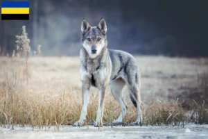 Read more about the article Czechoslovakian Wolfhound breeder and puppies in Gelderland